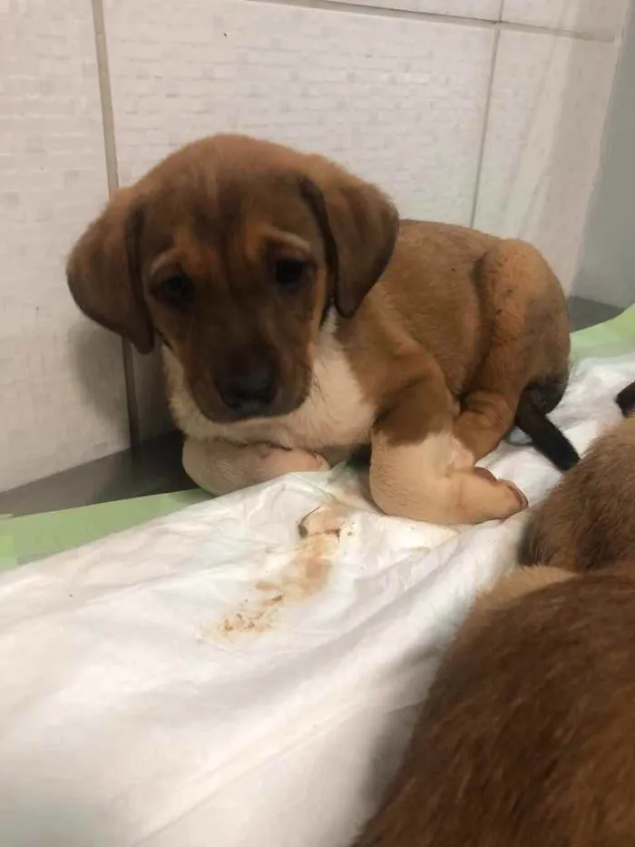 Cachorro ra a Sem raça  idade 2 a 6 meses nome Sem nome 