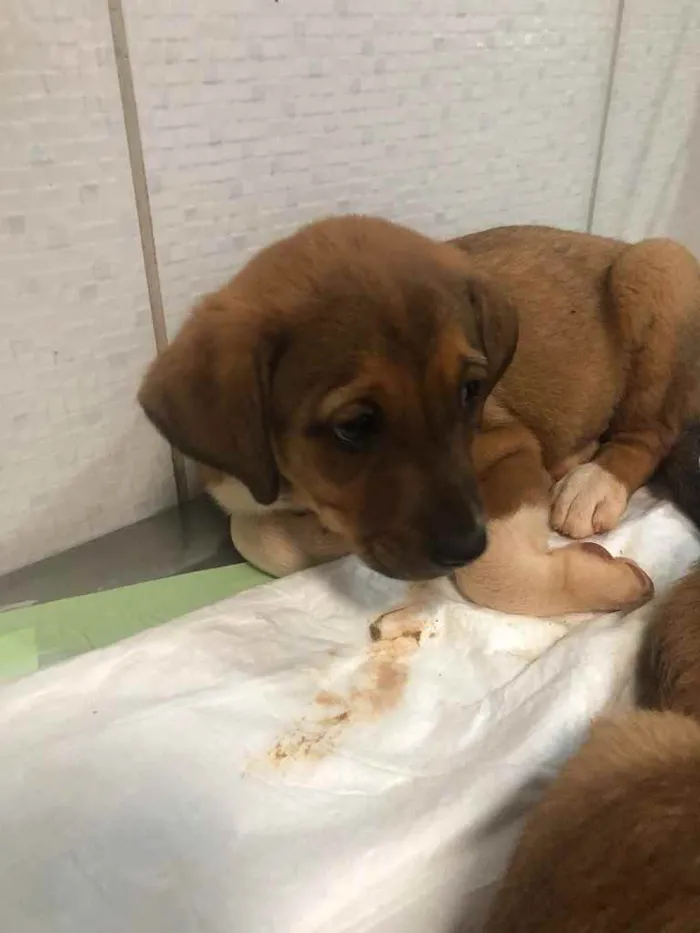 Cachorro ra a Sem raça  idade 2 a 6 meses nome Sem nome 