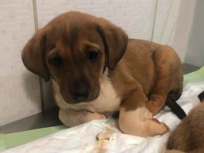 Cachorro ra a Sem raça  idade 2 a 6 meses nome Sem nome 