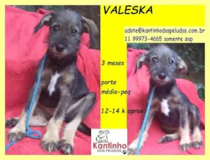 Cachorro raça SRD idade 2 a 6 meses nome Valeska