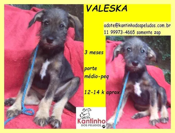 Cachorro ra a SRD idade 2 a 6 meses nome Valeska