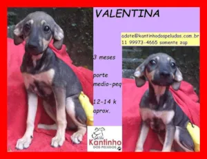 Cachorro raça SRD idade 2 a 6 meses nome Valentina