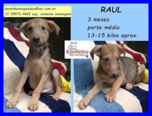 Cachorro raça SRD idade 2 a 6 meses nome Raul