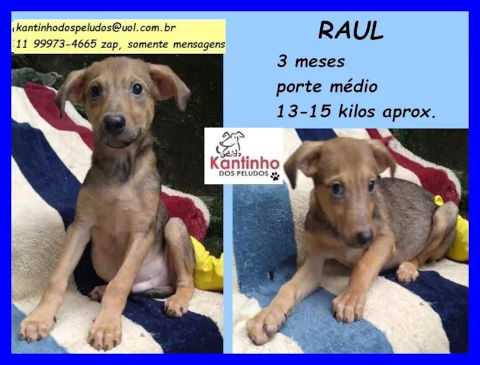 Cachorro ra a SRD idade 2 a 6 meses nome Raul