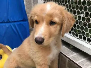 Cachorro raça SRD idade 2 a 6 meses nome Sem Nome