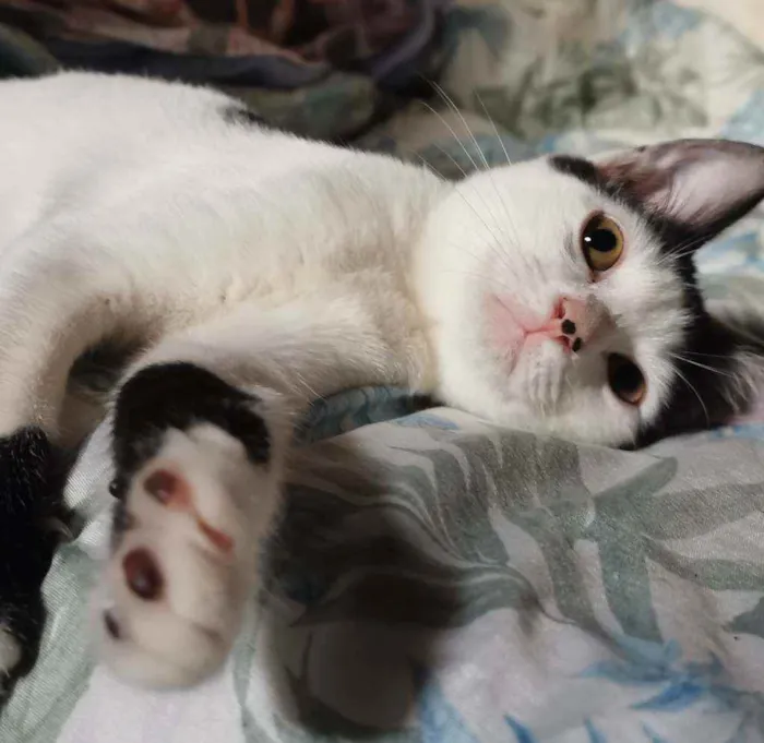 Gato raça Sem Raça Definida idade 2 a 6 meses nome GRACIOSA CASTRADA