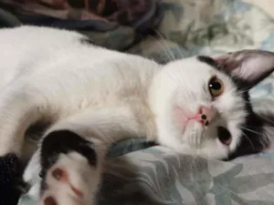 Gato raça Sem Raça Definida idade 2 a 6 meses nome GRACIOSA CASTRADA