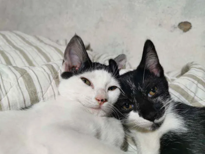 Gato raça Sem Raça Definida idade 2 a 6 meses nome GRACIOSA CASTRADA