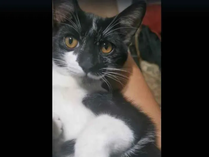 Gato raça Sem Raça Definida idade 2 a 6 meses nome FRAJOLA CASTRADO