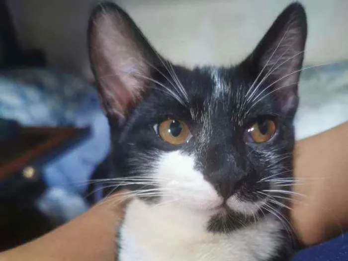 Gato raça Sem Raça Definida idade 2 a 6 meses nome FRAJOLA CASTRADO