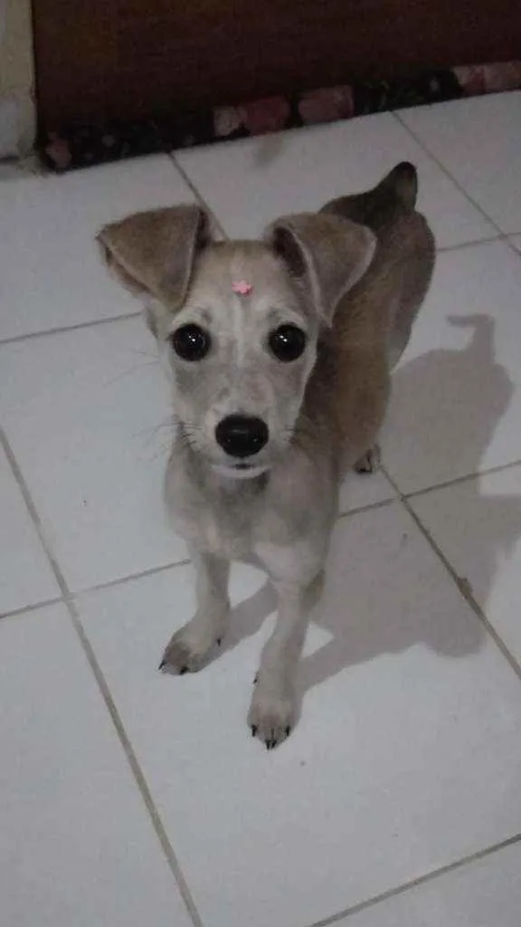 Cachorro ra a Srd idade 2 a 6 meses nome Lola