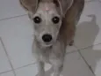 Lola