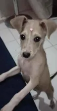 Lola