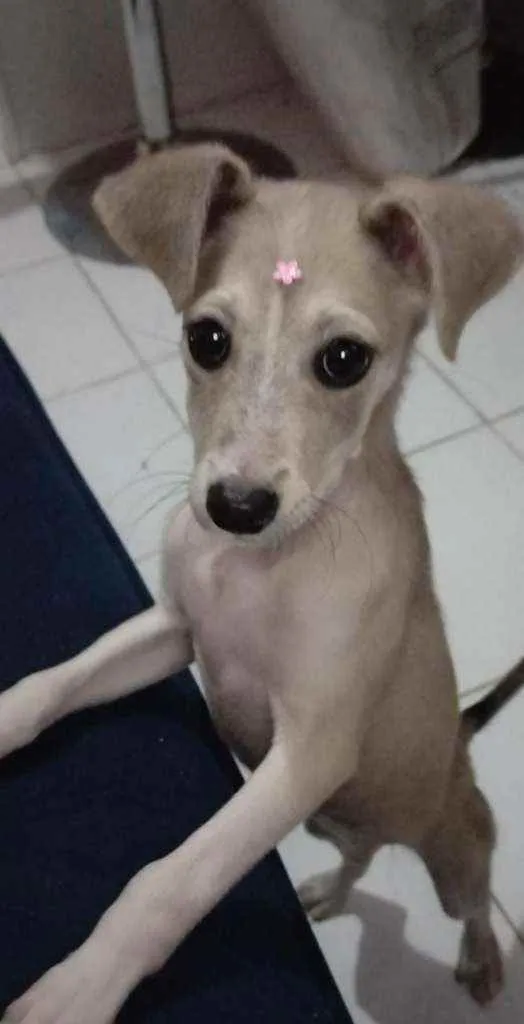 Cachorro ra a Srd idade 2 a 6 meses nome Lola