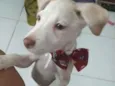 Charlie