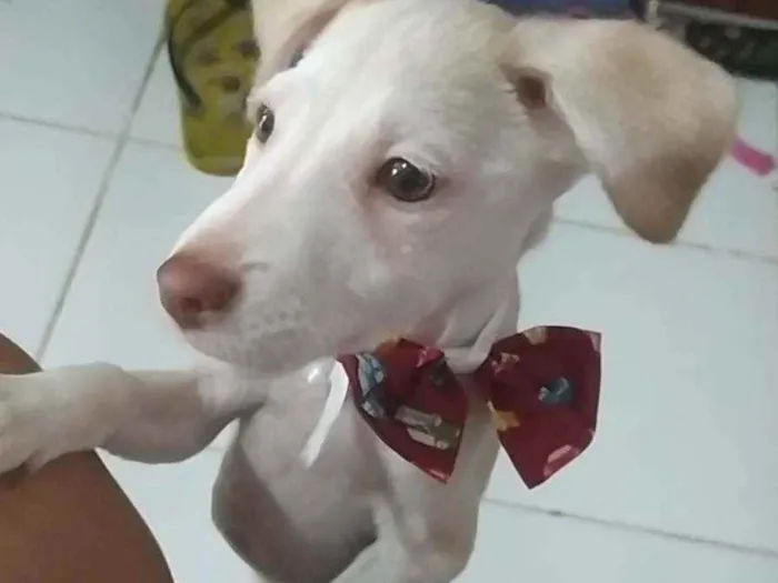 Cachorro ra a Srd idade 2 a 6 meses nome Charlie