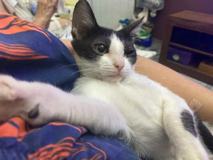 Gato raça Srd idade 2 a 6 meses nome Katita