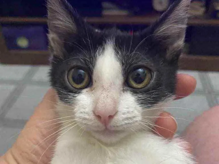 Gato raça Srd idade 2 a 6 meses nome Katita