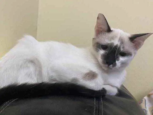 Gato raça Srd idade 2 a 6 meses nome Bruna