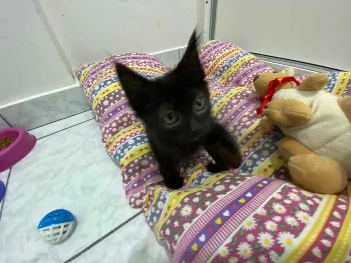 Gato raça Srd idade 2 a 6 meses nome Luna