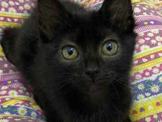 Gato raça Srd idade 2 a 6 meses nome Luna