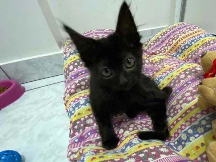 Gato raça Srd idade 2 a 6 meses nome Luna