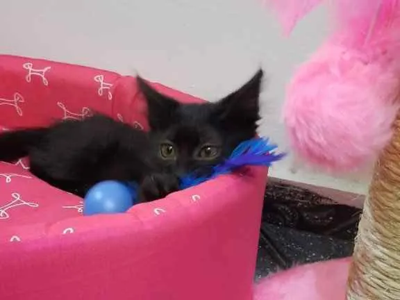 Gato raça Srd idade 2 a 6 meses nome Luna