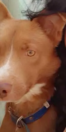 Cachorro ra a Vira lata idade 2 anos nome Café