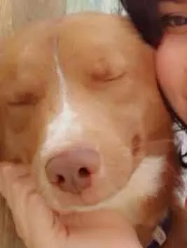 Cachorro ra a Vira lata idade 2 anos nome Café