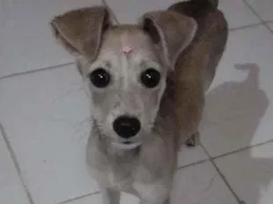 Cachorro raça Srd idade 2 a 6 meses nome Lola