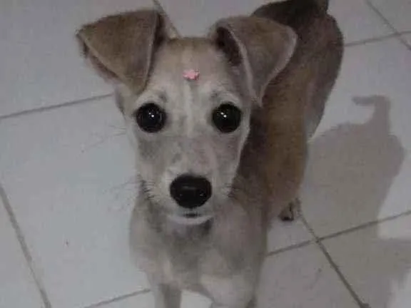 Cachorro ra a Srd idade 2 a 6 meses nome Lola