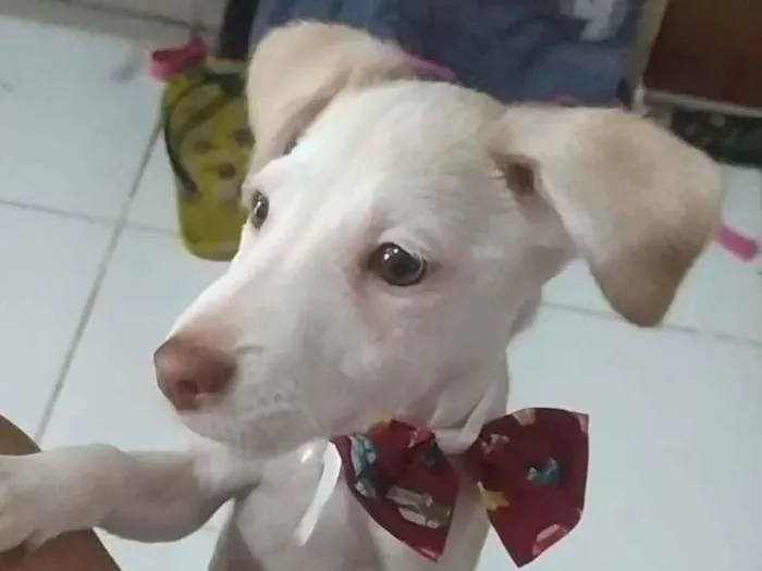 Cachorro ra a Srd idade 2 a 6 meses nome Charlie