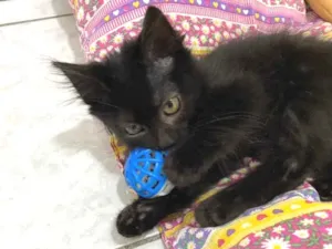 Gato raça Srd idade 2 a 6 meses nome Luna