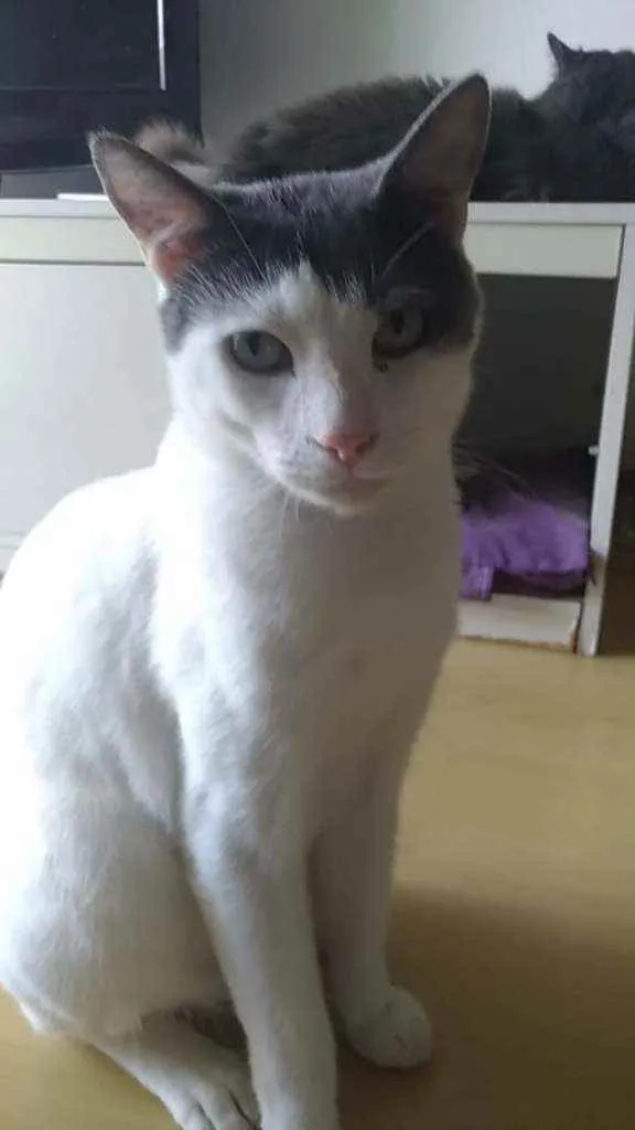 Gato ra a Srd idade 1 ano nome JOHN