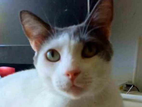 Gato ra a Srd idade 1 ano nome JOHN