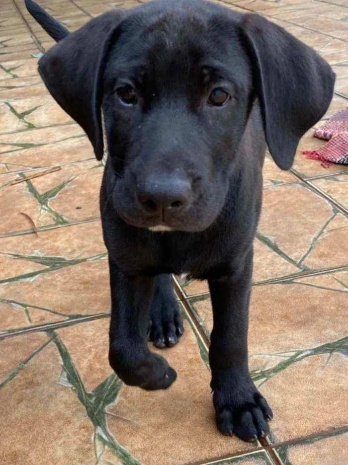 Cachorro raça SRD idade 2 a 6 meses nome Filhotes Porte Médio