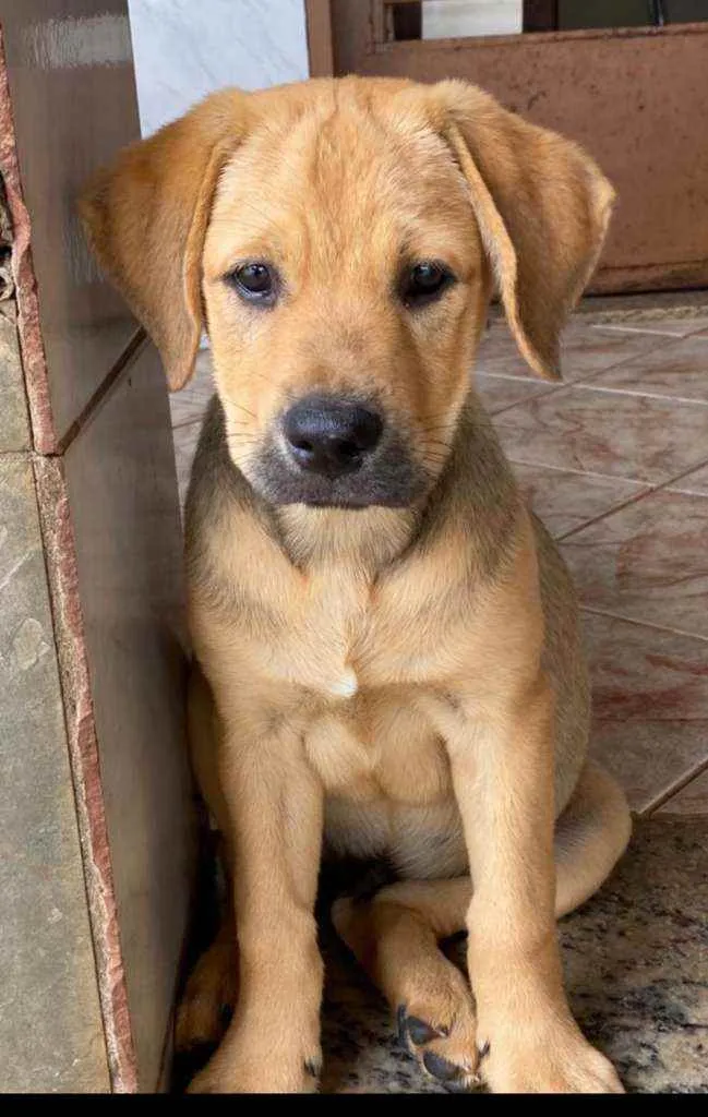 Cachorro raça SRD idade 2 a 6 meses nome Filhotes Porte Médio