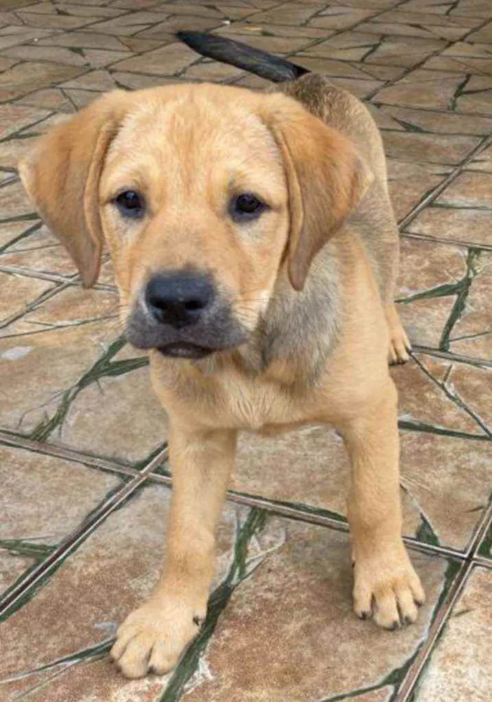 Cachorro raça SRD idade 2 a 6 meses nome Filhotes Porte Médio