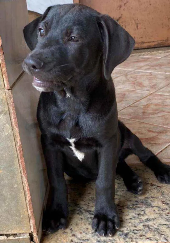 Cachorro raça SRD idade 2 a 6 meses nome Filhotes Porte Médio