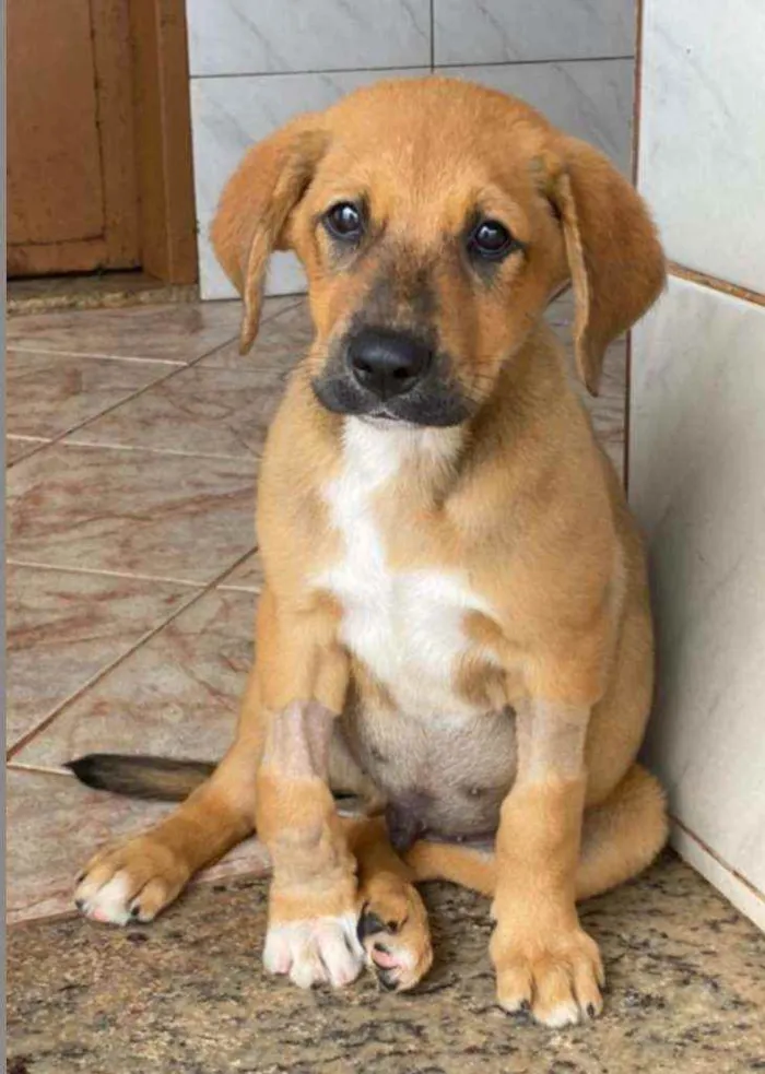 Cachorro raça SRD idade 2 a 6 meses nome Filhotes Porte Médio