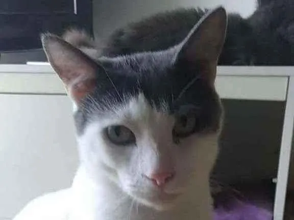 Gato ra a Srd idade 1 ano nome JOHN