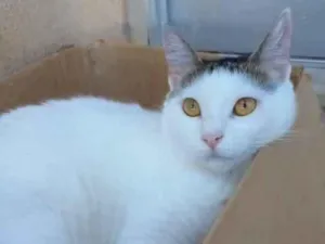 Gato raça Srd idade 7 a 11 meses nome Ayana