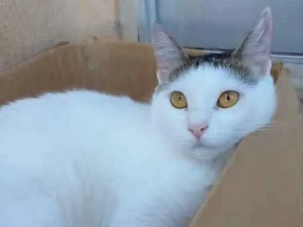 Gato ra a Srd idade 7 a 11 meses nome Ayana