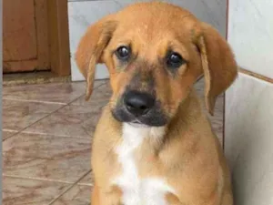 Cachorro raça SRD idade 2 a 6 meses nome Filhotes Porte Médio