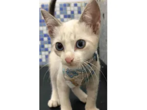 Gato raça Srd idade 2 a 6 meses nome Fofinho