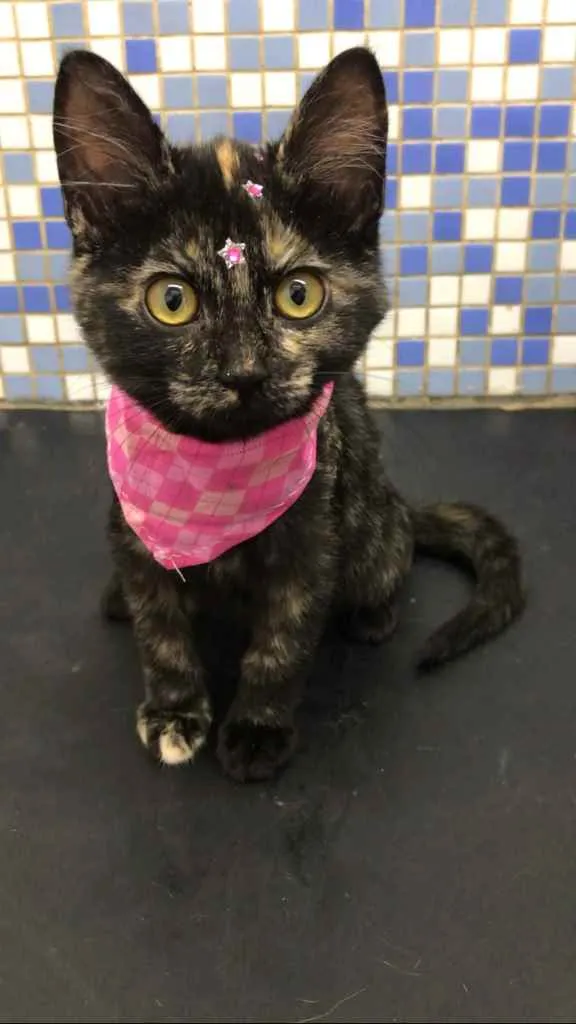 Gato raça Srd idade 2 a 6 meses nome Miquinha