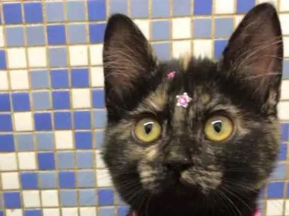 Gato raça Srd idade 2 a 6 meses nome Miquinha