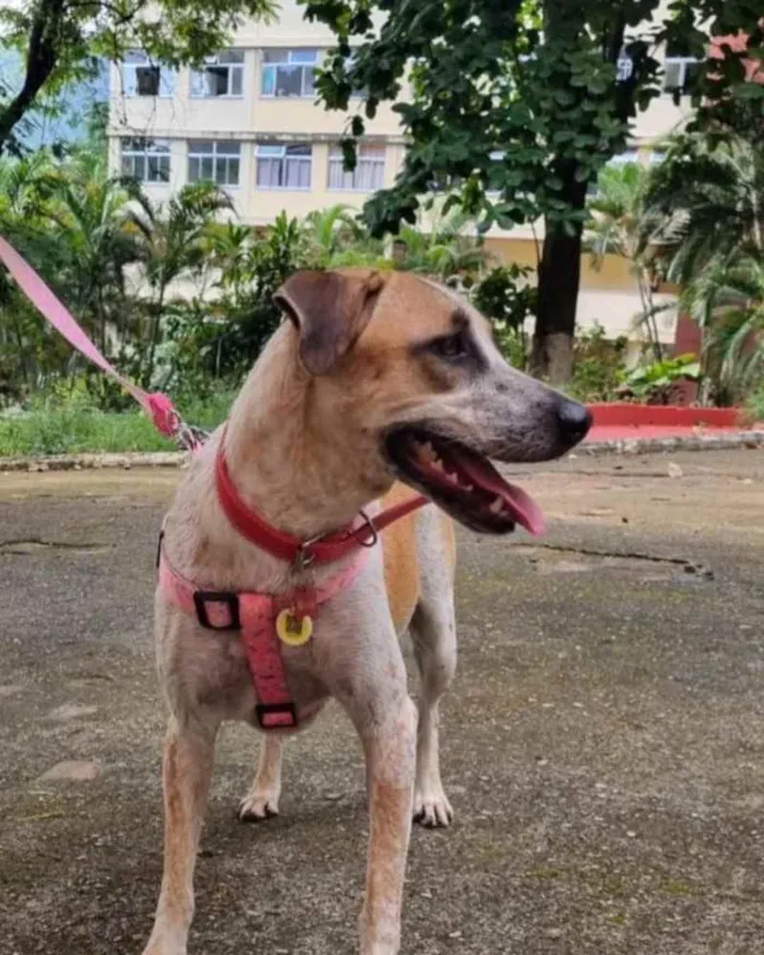 Cachorro ra a SRD idade 1 ano nome MARIA