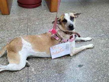 Cachorro ra a SRD idade 1 ano nome MARIA