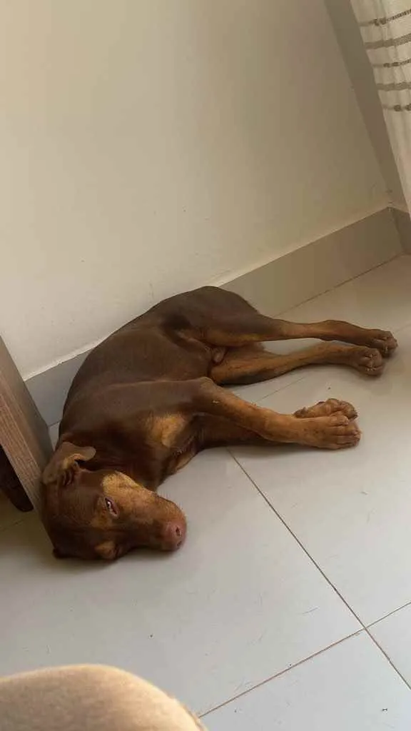 Cachorro raça pastor alemão com vira-lata idade 7 a 11 meses nome Picles